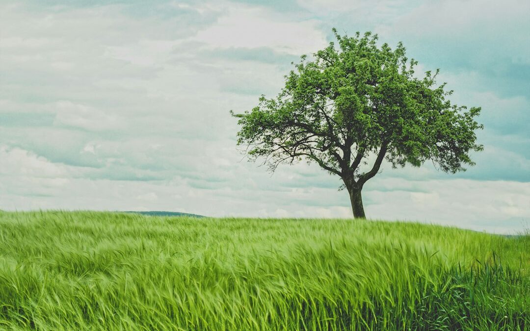 El misterio de la simetría natural